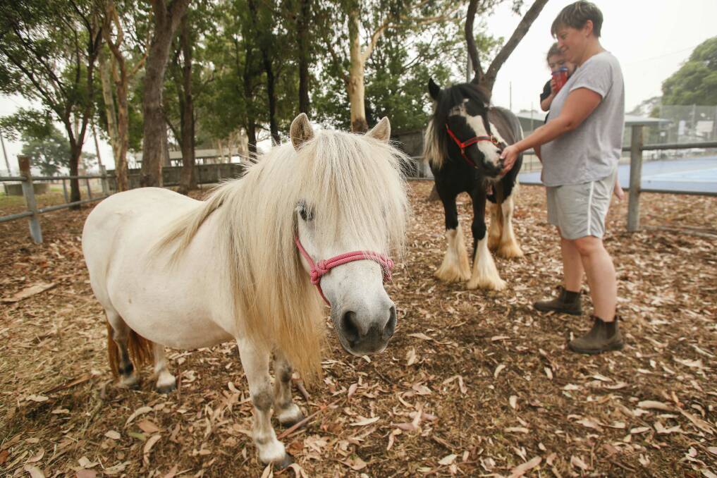 Albion Park Showground has acted as an evacuation centre for large animals during the bushfires. Picture: Anna Warr