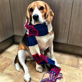 avethebeagle: Its Grand Final weekend and Dave is on the Doggie bandwagon #godoggies #afl #grandfinal