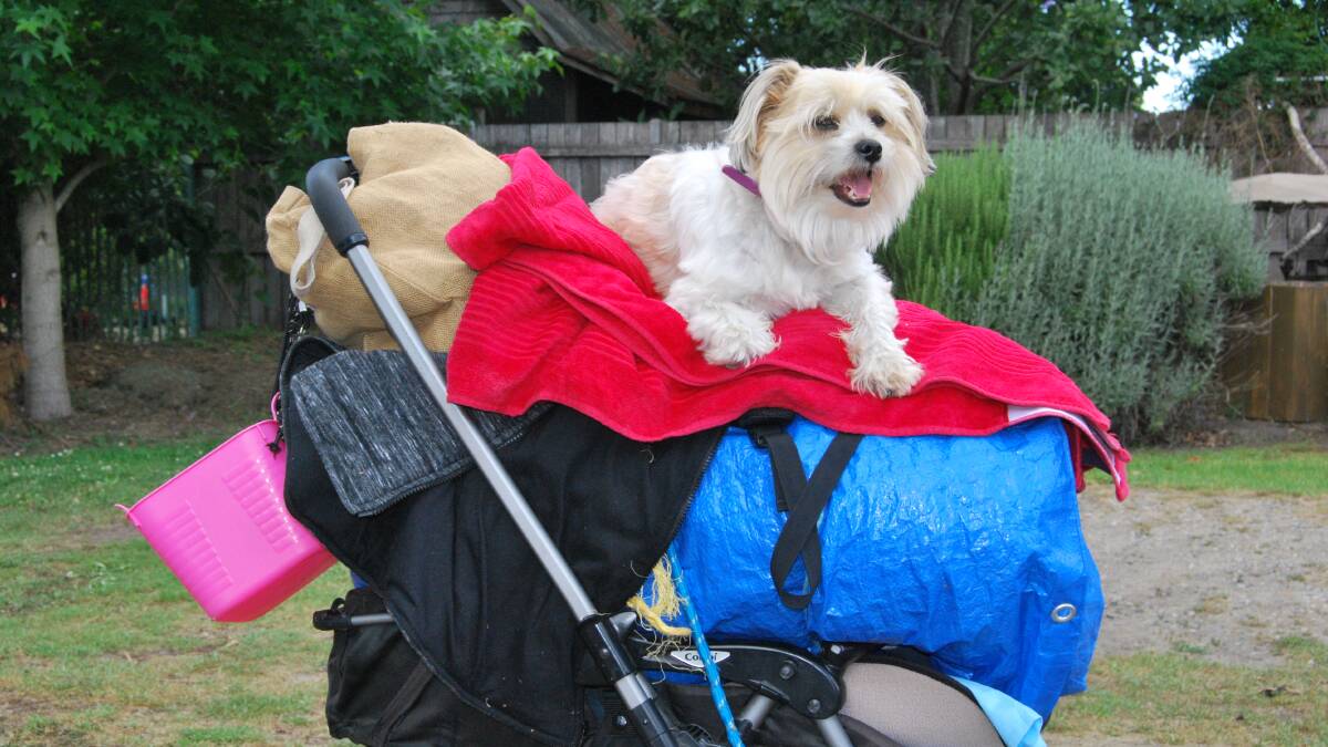 Linda's dog 'Piggle' has also found himself without a home since temporary camping has been banned at Nowra Showground.