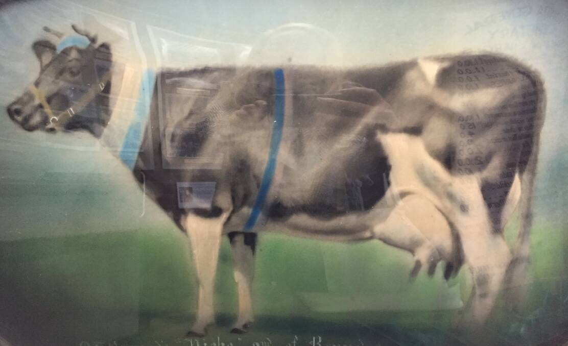 CHAMPION: The text has faded, but this painting is believed to be OJ Samoyd's 'Pirbr' 2nd of Brundee. The cow won champion Friesian cow at Sydney RAS in 1925.