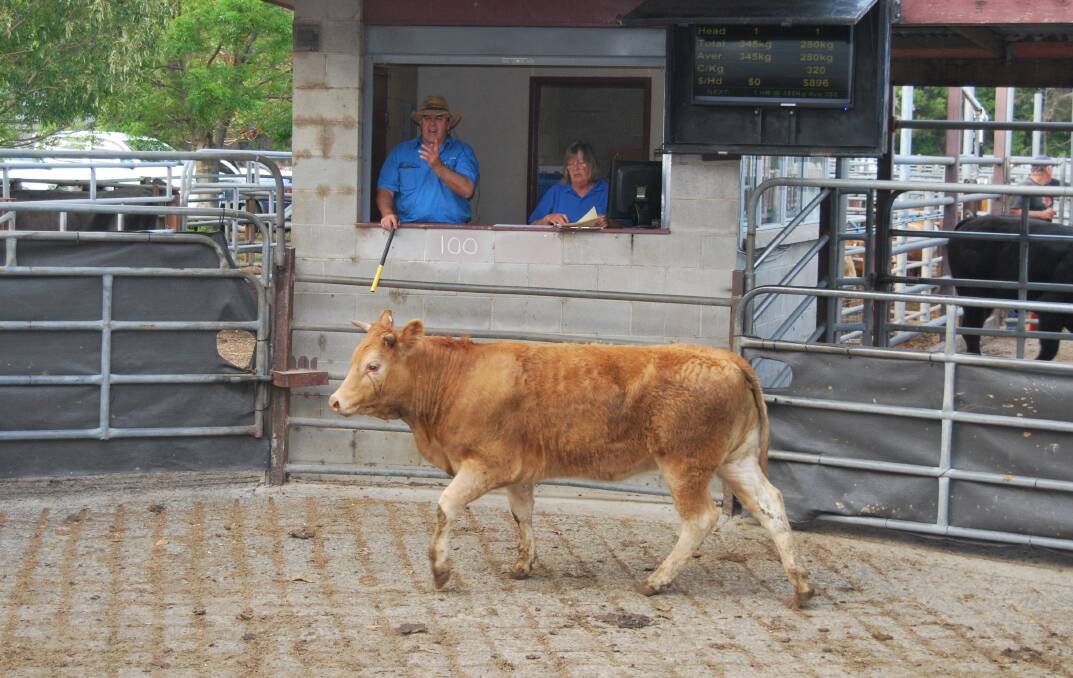Talk of rain firms up domestic cattle market