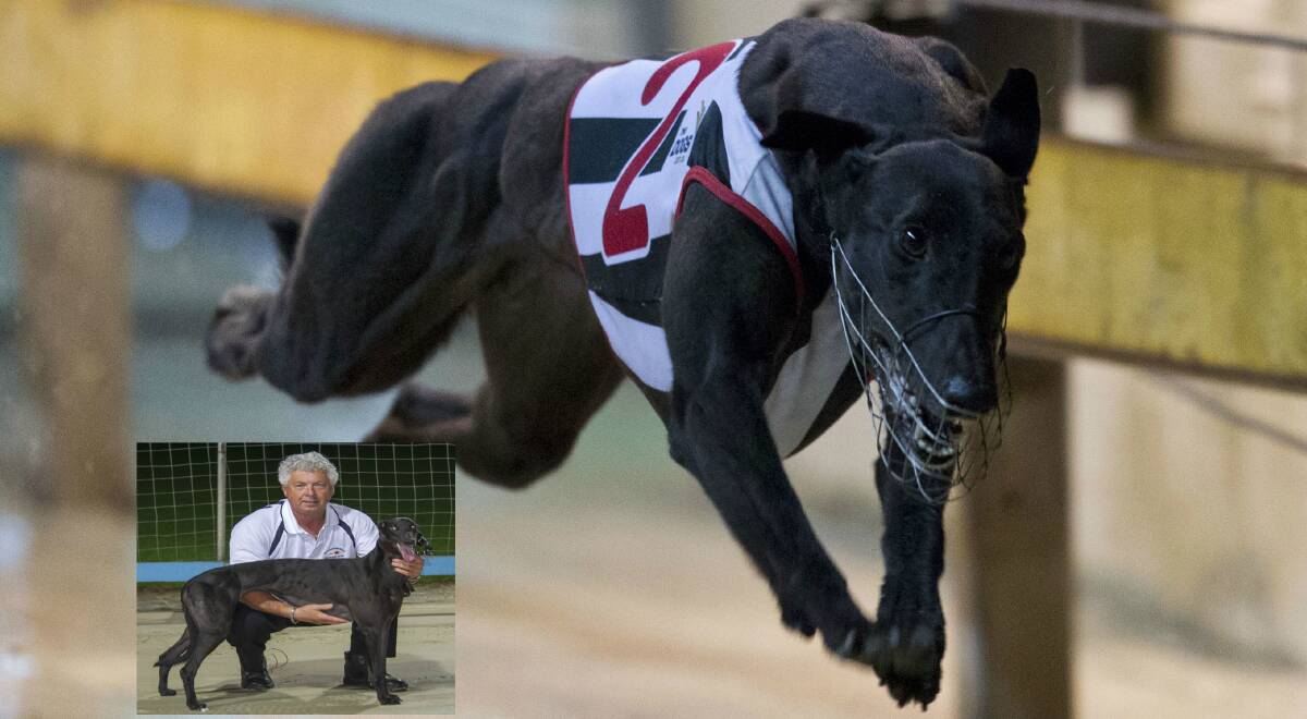 SPEED: 2013's winner Double Twist's son Panel Beater, with trainer Garry Edwards (inset), looks a strong chance on Monday. Photo: thedogs.com.au