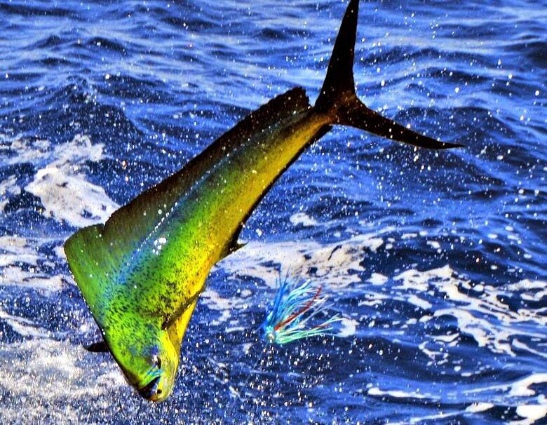 BIG CATCH: The mahi-mahi is one of the most commonly encountered sport fish around the Fish Aggregating Devices and present excellent eating qualities if handled properly after capture.