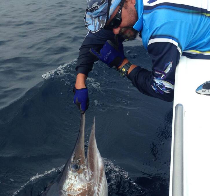 Eugine Eyck releases a typical sized marlin for this time of year back into the water.