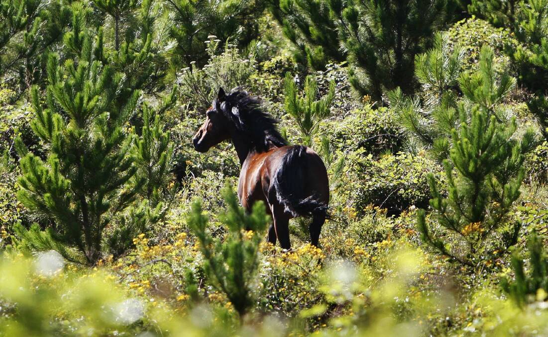 WILD HORSES: A reader has questioned the wisdom of leaving brumby carcasses to rot after a cull in the Snowy Mountains.