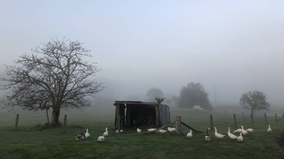 PIC OF THE DAY: Amy Willesee captured the magic of a foggy morning near Berry. Submit entries via john.hanscombe@fairfaxmedia.com.au or Facebook.
