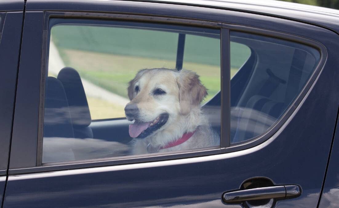 DEADLY: A hot car is no place for a dog. PETA is urging readers who come across dogs in hot cars to alert the authorities.