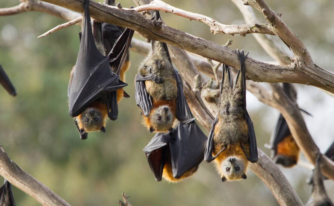TOPSY TURVY: A local reader is critical of the federal Environment Minister Greg Hunt's intervention in the Batemans Bay flying fox issue. 