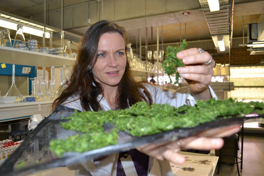 PILOT PROJECT: Dr Pia Winberg has high hopes for her research into how seaweed affects gut and metabolic health.