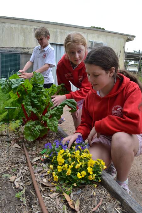 GARDEN GROWS: Shoalhaven Heads Public School year 6 students Alex Holland, Luka Evans and Tyesha Cox inspect the school's vegetable garden.
