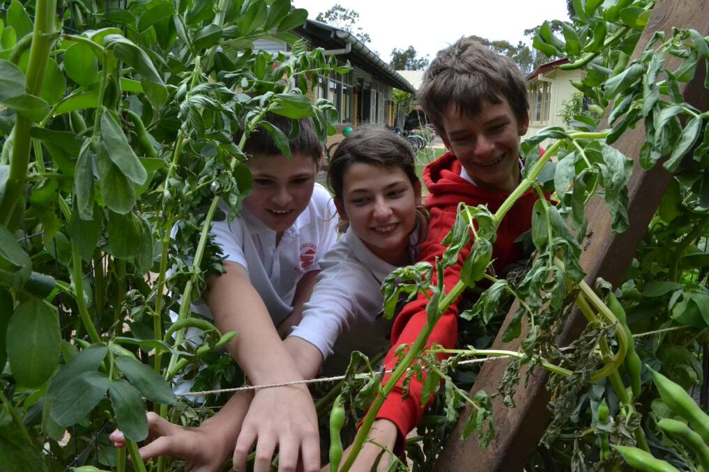 FRESH FODDER: Shoalhaven Heads Public School year 5 student Jake Deruiter and year 6 students Jamie Griffin and Ned Simister pick produce from the school's vegetable patch.