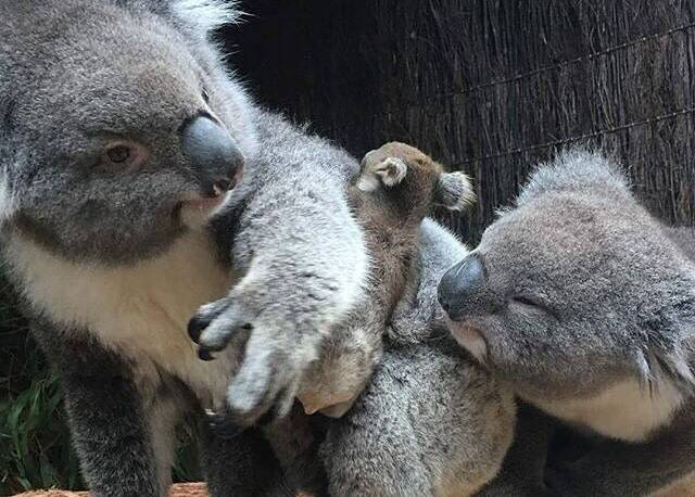 Pic by @australia: "Quick darl, can you grab the baby harness?" - Parenting can be a tricky task, but luckily mum Buttons is on the ball! This is indeed a mother, father and baby trio of koalas, and they live at @ballaratwildlifepark in Victoria.