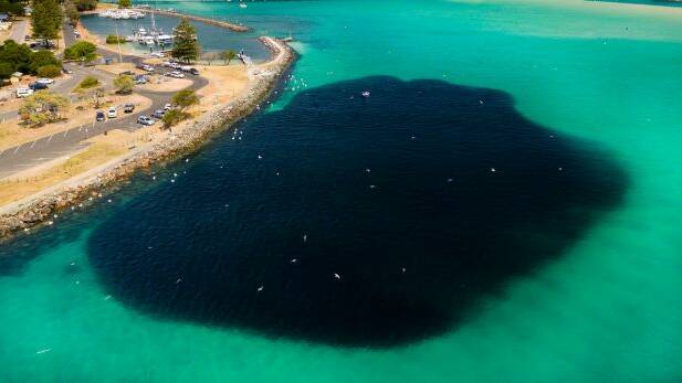The giant school of pilchards at the entrance to Wallis Lake. Photo: Shane Chalker
