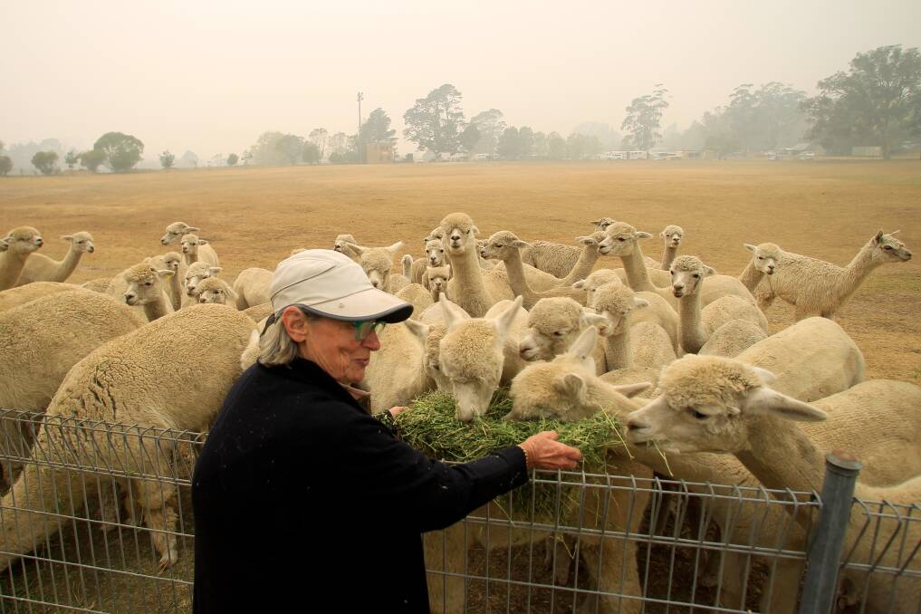 Hello ladies: Patricia Bova evacuated her 58 alpacas from Penrose to Moss Vale showground. She will stay until the fire is no longer a threat. Picture: Adam McLean