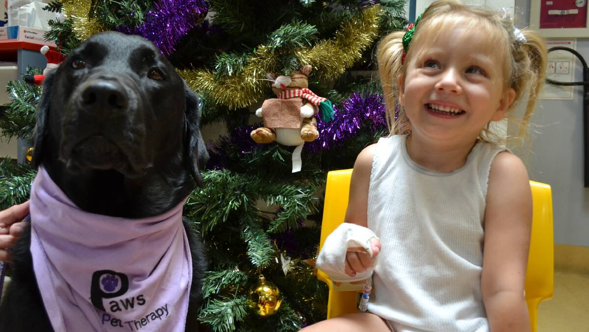 Smiles: Joe from the Paws and Pet Therapy Program visits Halle Wellings at Shoalhaven Hospital before Christmas, spreading festive cheer. Photo: Jessica Long