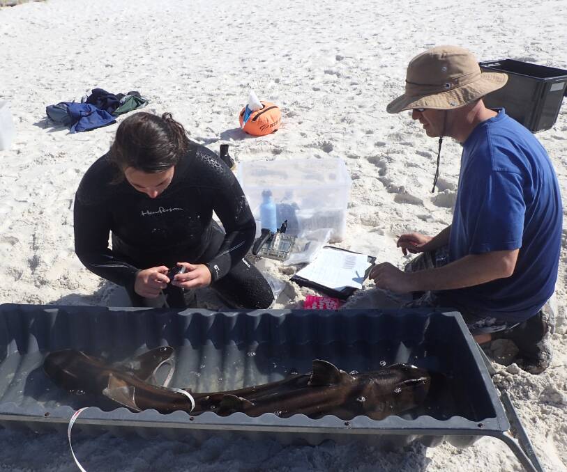 Continuing studies: Students carefully attach an acoustic tag to a Port Jackson shark in Jervis Bay to help gain an understanding of its natural habits.