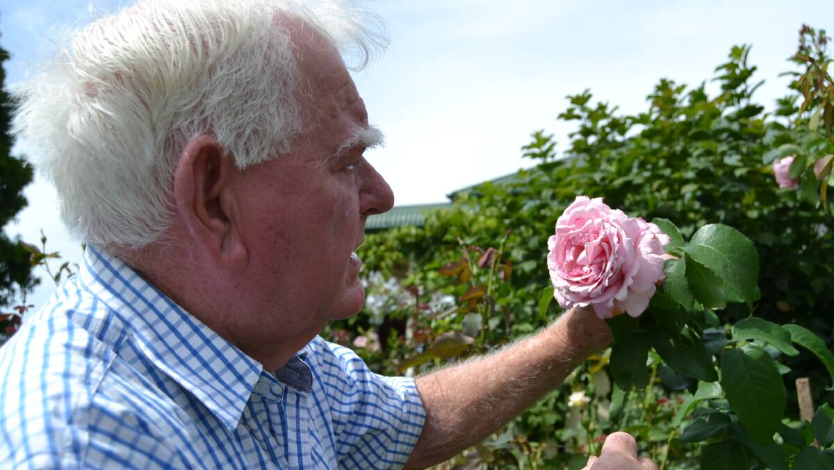 True colour: Max Atkins of Yatte Yattah inspects some of the roses growing in his garden. Photo: Jessica Clifford