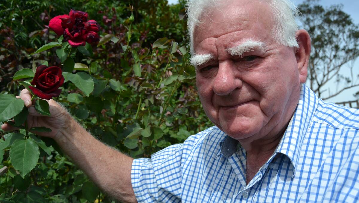 Fighter: Max Atkins hopes to exhibit a collection of his roses in this year's country shows, starting at Berry, despite a year of health instabilities. Photo: Jessica Clifford