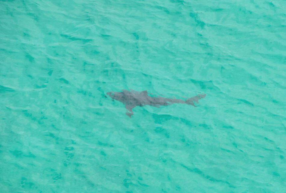 Shark spotted off the coast of Sussex Inlet today. Picture: DPI