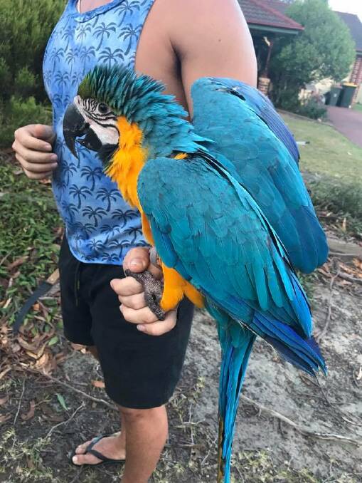 $8000 pet macaw rescued from Sanctuary Point treetop