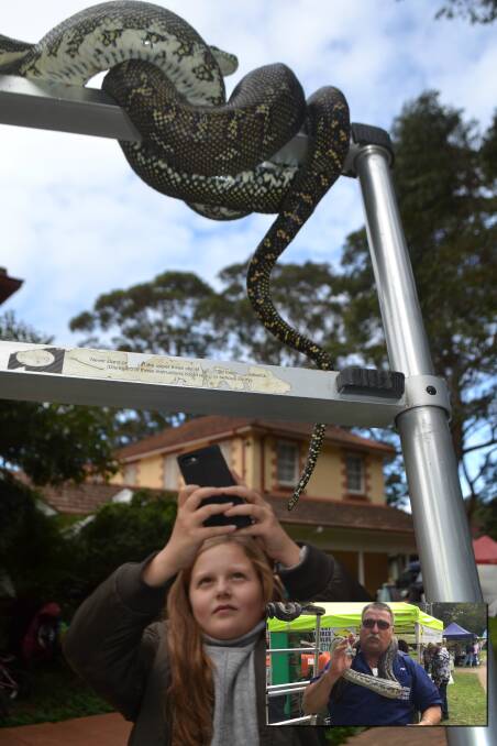 SNAKE SNAPS: Liliana Galati, 10, impressed with a carpet python at the South Coast Wildlife Rescue display in Huskisson on Saturday, and (inset) Ian Usher handling the carpet python he's been looking after. Photo: Rebecca Fist
