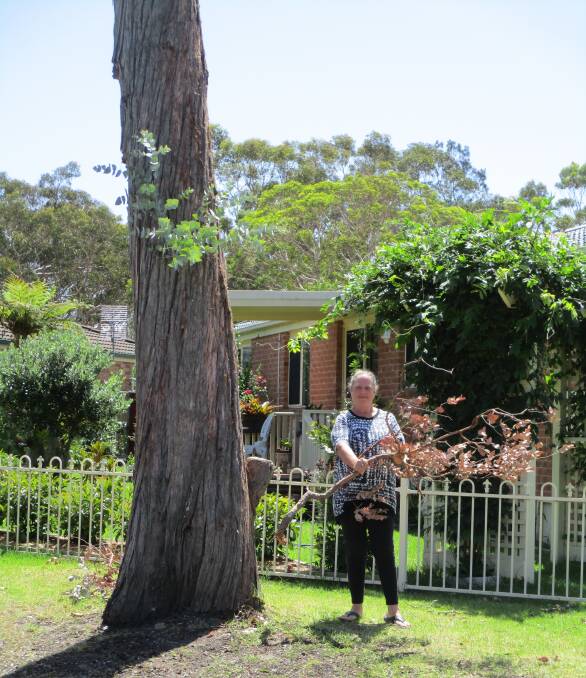 STUMPED: Callala Bay's Marie Martin with a dead branch from the tree that she believes needs to be removed as a matter of public safety. Picture: Contributed