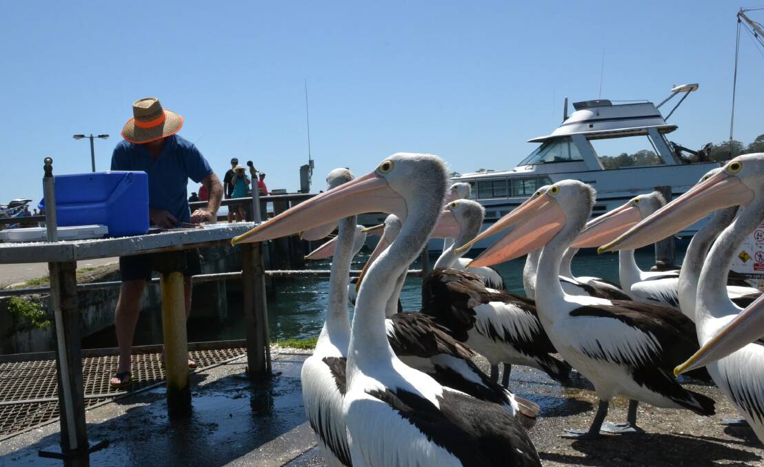 FEEDING TIME: Despite the oppressive heat at 11am at Greenwell Point on Sunday the local pelicans were still up for a feed from local fisher Chris Phillis.
