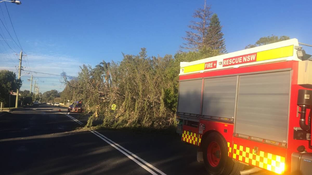 A large blue spruce pine tree in Berry Street Nowra has fallen victim to this morning's wild winds.