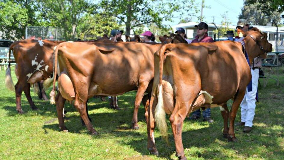 ON SHOW: The best uddered cow section from last year’s annual Illawarra Cattle Society Spring Fair at Berry. Photo Nicolette Pickard