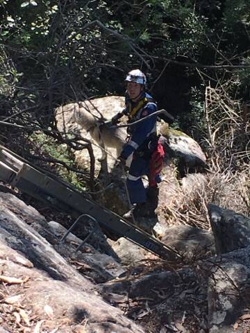 
NSW Ambulance Rescue Paramedic Irwin Burbage with a relieved Stella after abseiling down the cliff face to rescue the stranded dog.  Photo: Supplied
