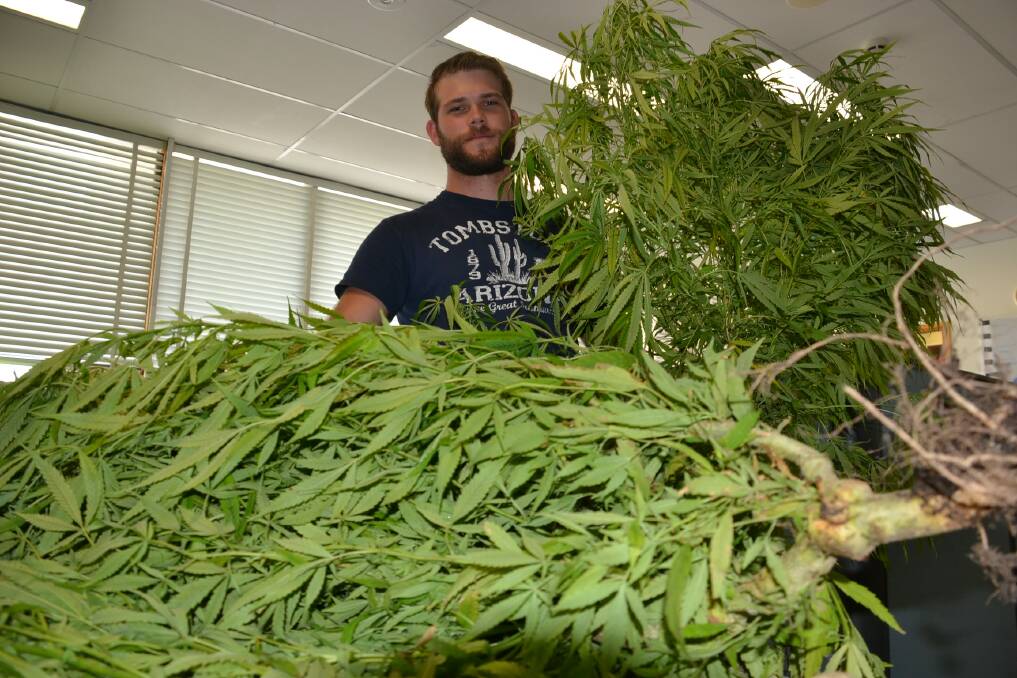 HAUL: Senior Constable Jackson Gallagher from the Shoalhaven Police Target Arrest Group with part of the 12-plant cannabis haul at Culburra Beach.
