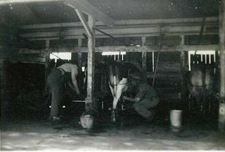 Joan Smith and Wallie Davies milking on Pig Island in 1946