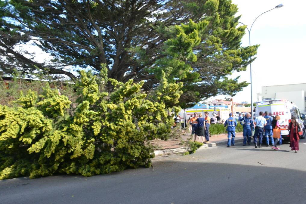 DOWN: The large branch that fell on Mrs Nielsen in Schofield Lane, Nowra on Wednesday.
