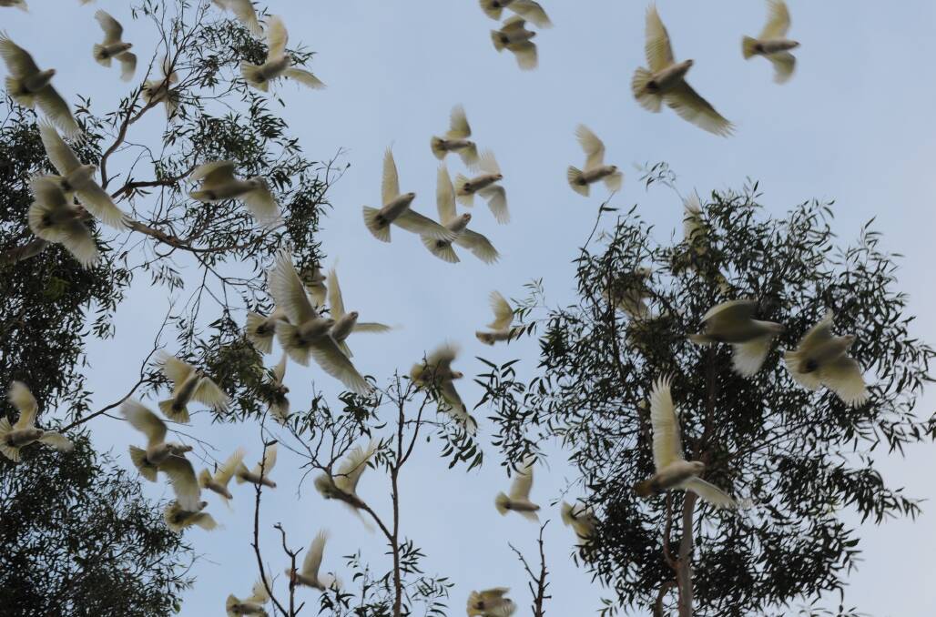PLAGUE PROPORTIONS: Hundreds of corellas converge on the Nowra CBD each afternoon.

