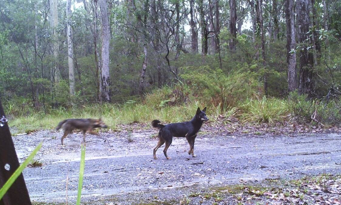 Some of the wild dogs captured on South East Local Land Services cameras in the local area.

