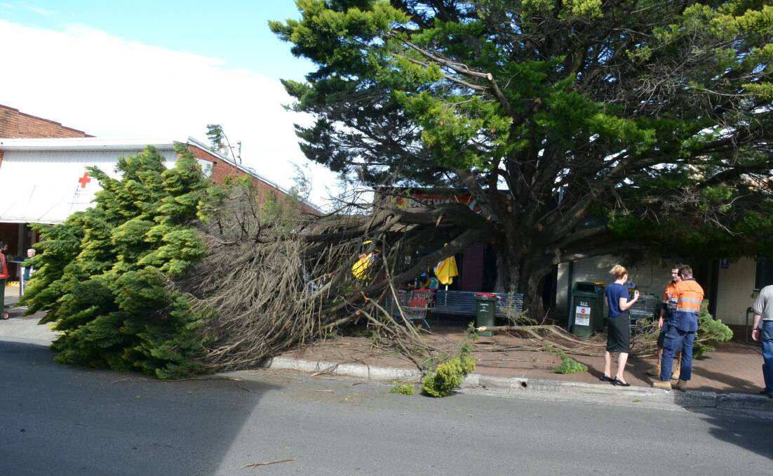 FALLEN: The large branch that fell on Mrs Nielsen in Schofield Lane, Nowra on Wednesday.
