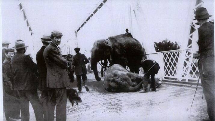 The Nowra bridge when Wirths elephant decided to have a rest in 1914. Photo: Shoalhaven Historical Society