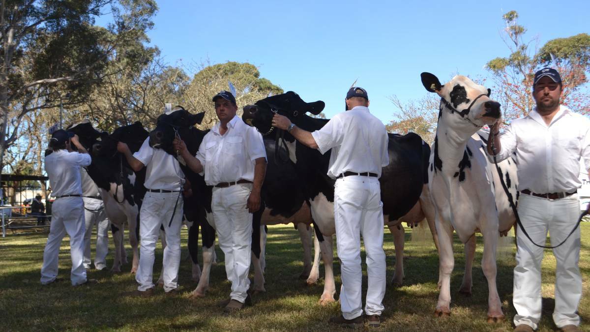 Spectators will see some of the best Holstein cattle in the state at the NSW Nowra Holstein Spring Fair this Saturday. Photo: Rebecca Fist