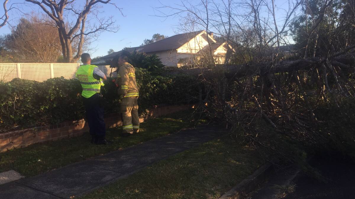A large blue spruce pine tree in Berry Street Nowra has fallen victim to this morning's wild winds.