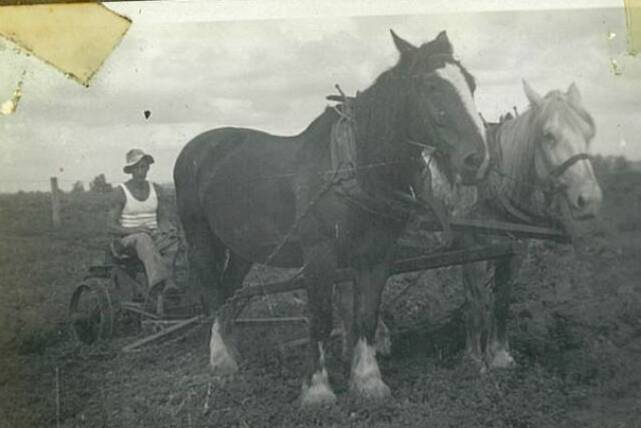 George Smith doing some ploughing on PIg Island in 1947.