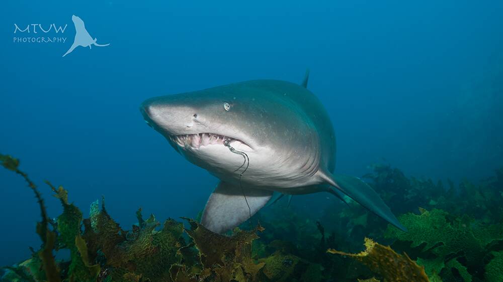 Photos of grey nurse sharks at Montague Island by Matthew Tworkowski