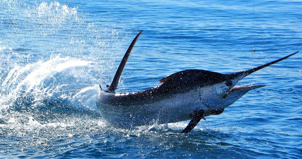 Black Marlin getting airborne off Broome August this year. At tagging a section of commercial long-line gear, seen at the tail of the fish, was removed.