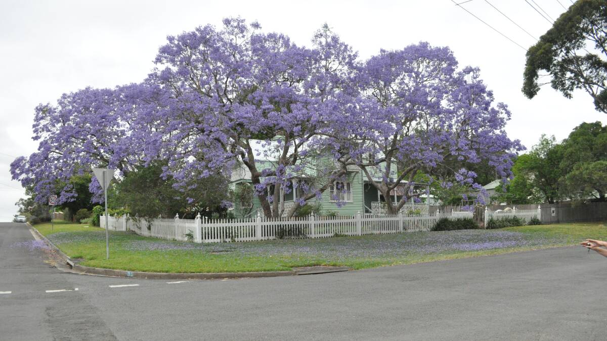The Sydney Living Museums property Meroogal, pictured in Spring with its famous Jacarandas in flower. 