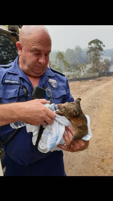 NSW Ambulance Paramedic Mick Barry gives an injured possum a drink near Lake Conjola. Picture: supplied.