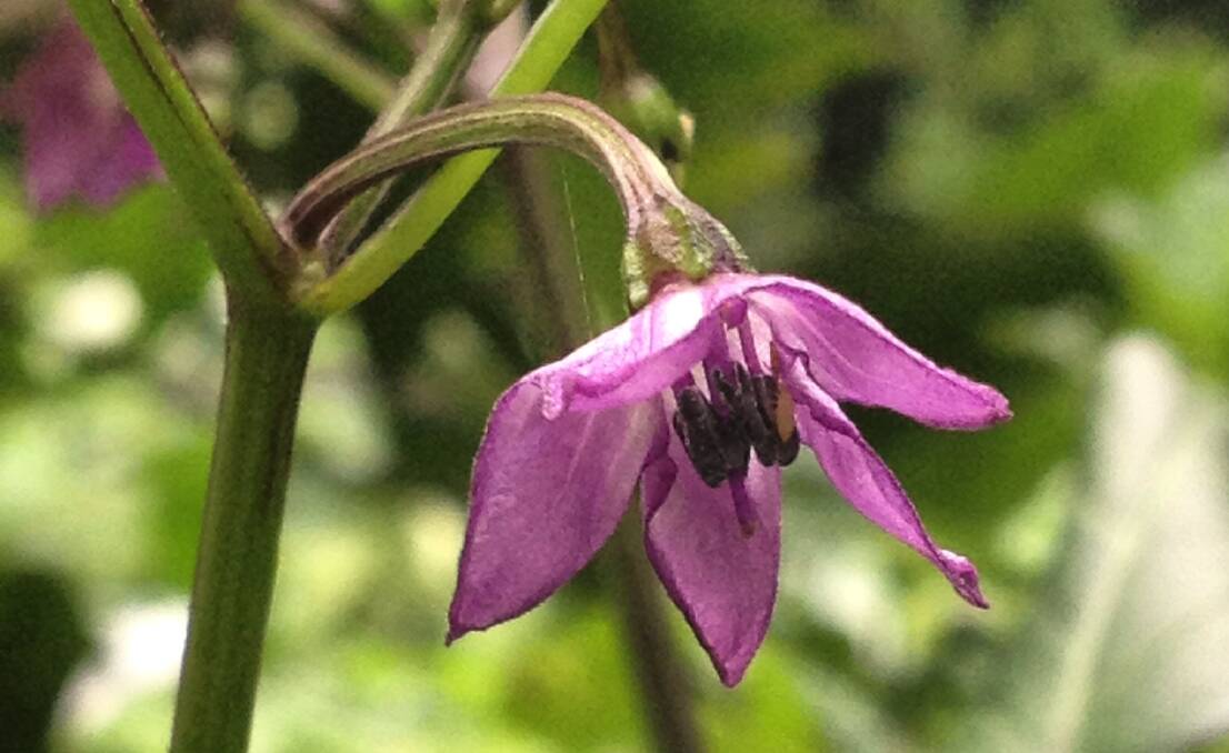 PIC OF THE DAY: Spring is in bloom for Sarah Musto's Thai Purple Chilli in Berry. Submit entries via email, Facebook or Instagram for your chance to be featured. 