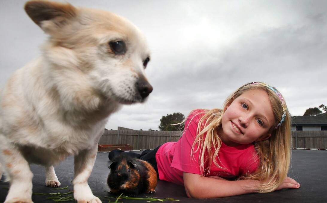 DREAMING BIG: Summer-Kiarah Lamont from Warilla with her pets Cindy the dog and Olaf the guinea pig. The 11-year-old will compete in the Face of the Globe Modelling competition on August 27. Picture: Sylvia Liber 