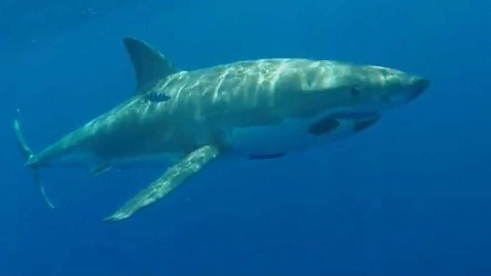 GOPRO FOOTAGE: Video footage of a great white shark taken by deckhand Michael Muscat on the charter boat Tru-Dee V on his GoPro camera back in February 2016.