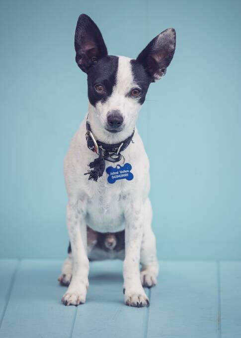 ADORABLE: Patch needs a loving home that comes with secure fences. 