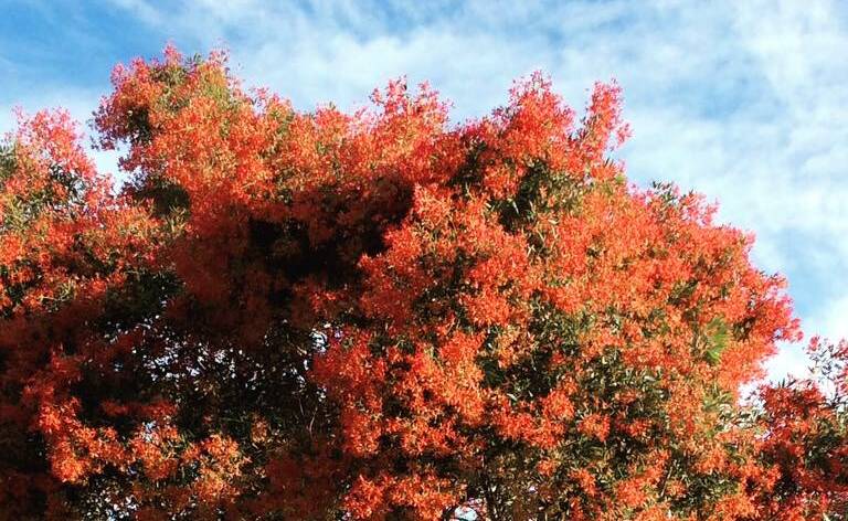 PIC OF THE DAY: Sue Gregan snapped this beautiful Christmas Bush in full bloom. Submit entries via Facebook, Instagram or nicolette.pickard@fairfaxmedia.com.au 