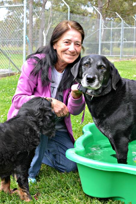 BETTER LIFE: Golden Oldies Animal Rescue foster carer Margaret South with rescue dogs Ivy and Jed. Golden Oldies is seeking donations of paddling pools to help their older dogs cope with the upcoming summer temperatures. 